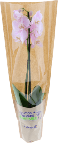 Orchidee 2 Branches Pot 12cm