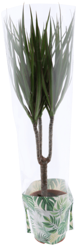 Plantes vertes pot de 17 cm