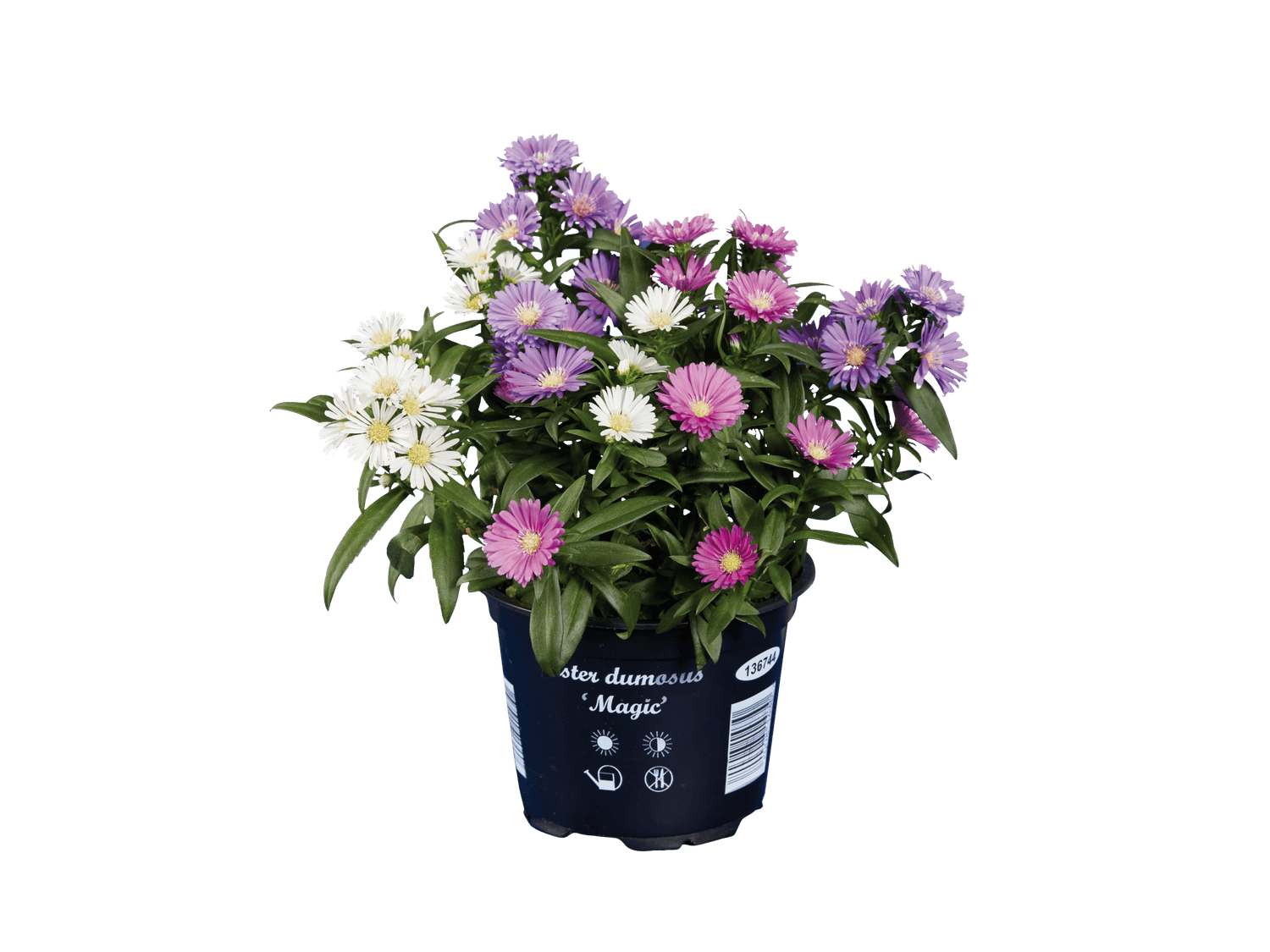 Aster trio