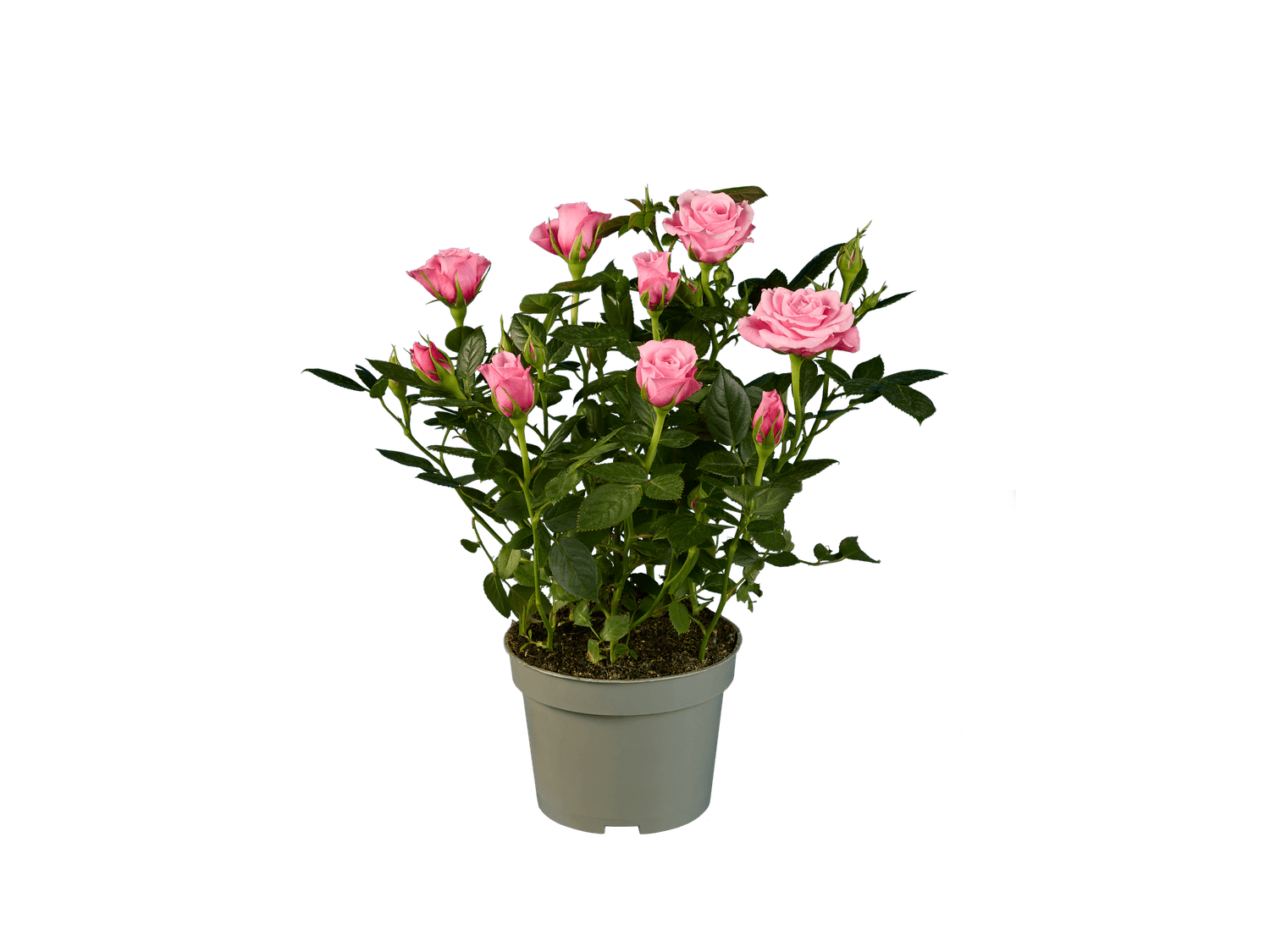 Rosier en pot