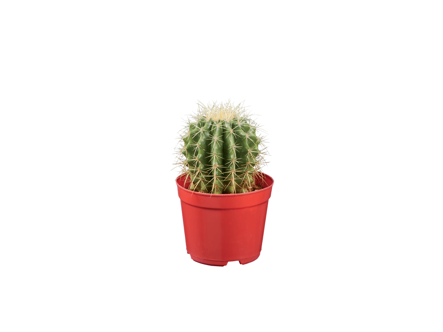 Cactus et succulentes mix