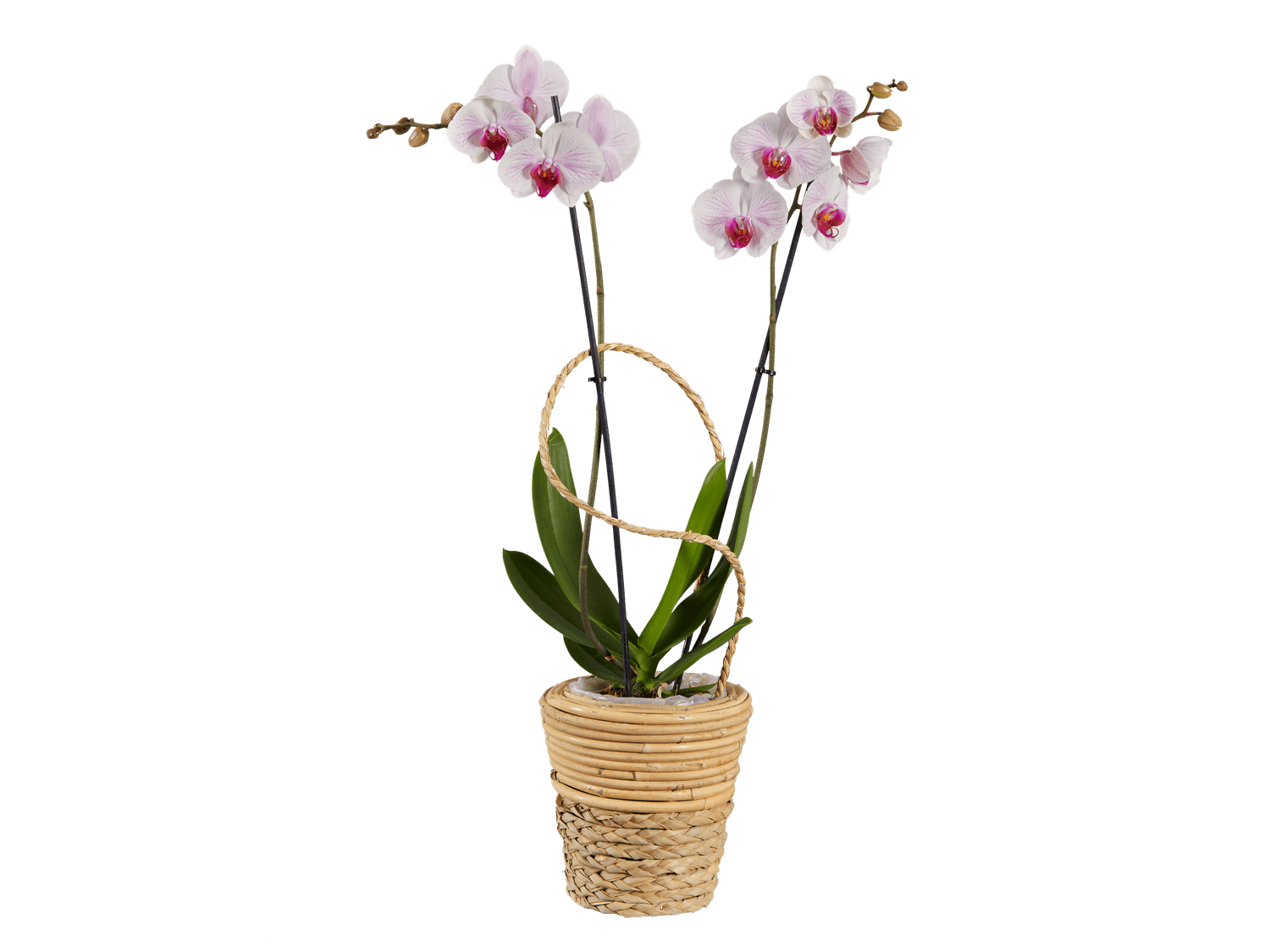 Orchidée led