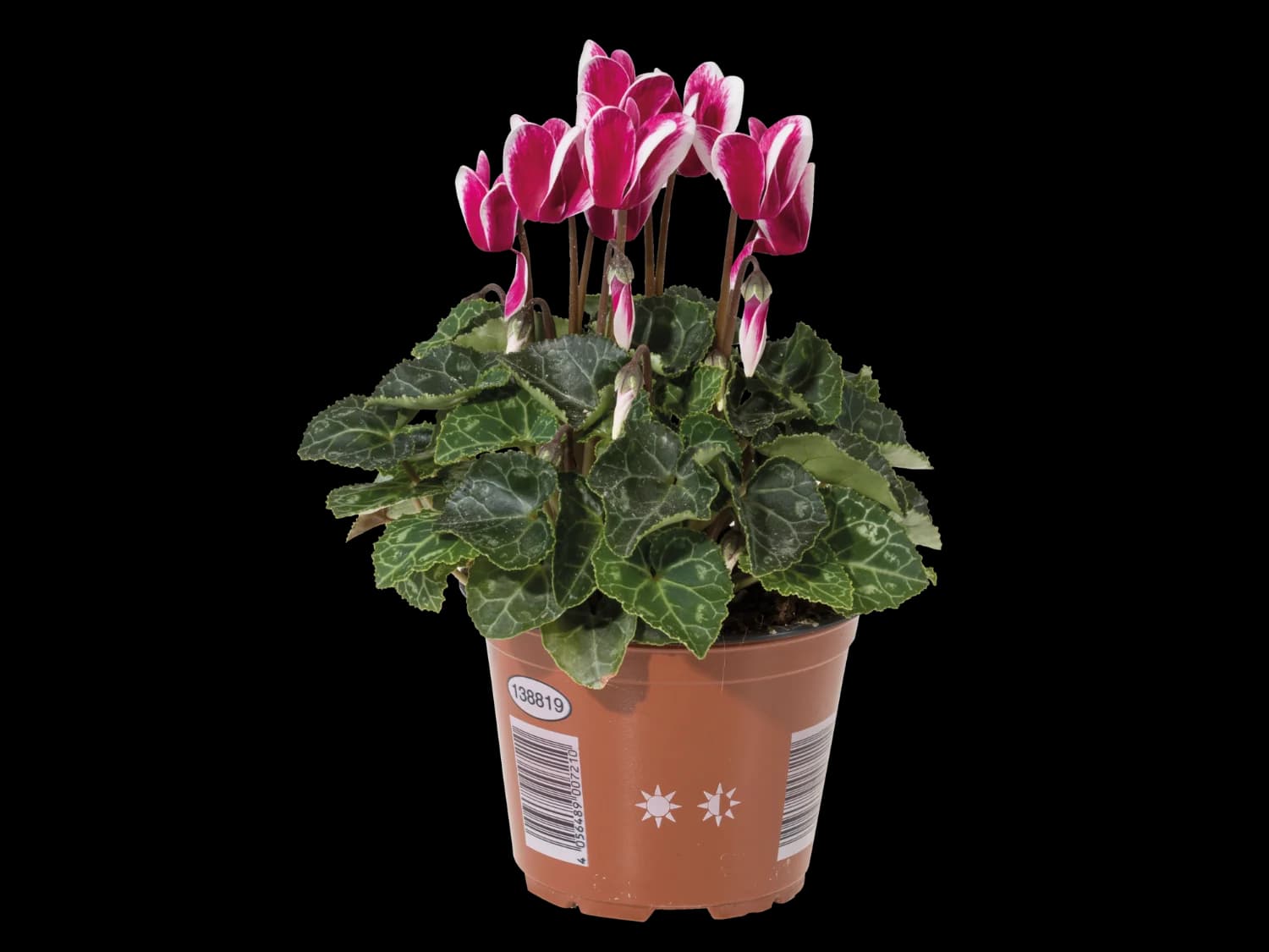 Mini Cyclamen