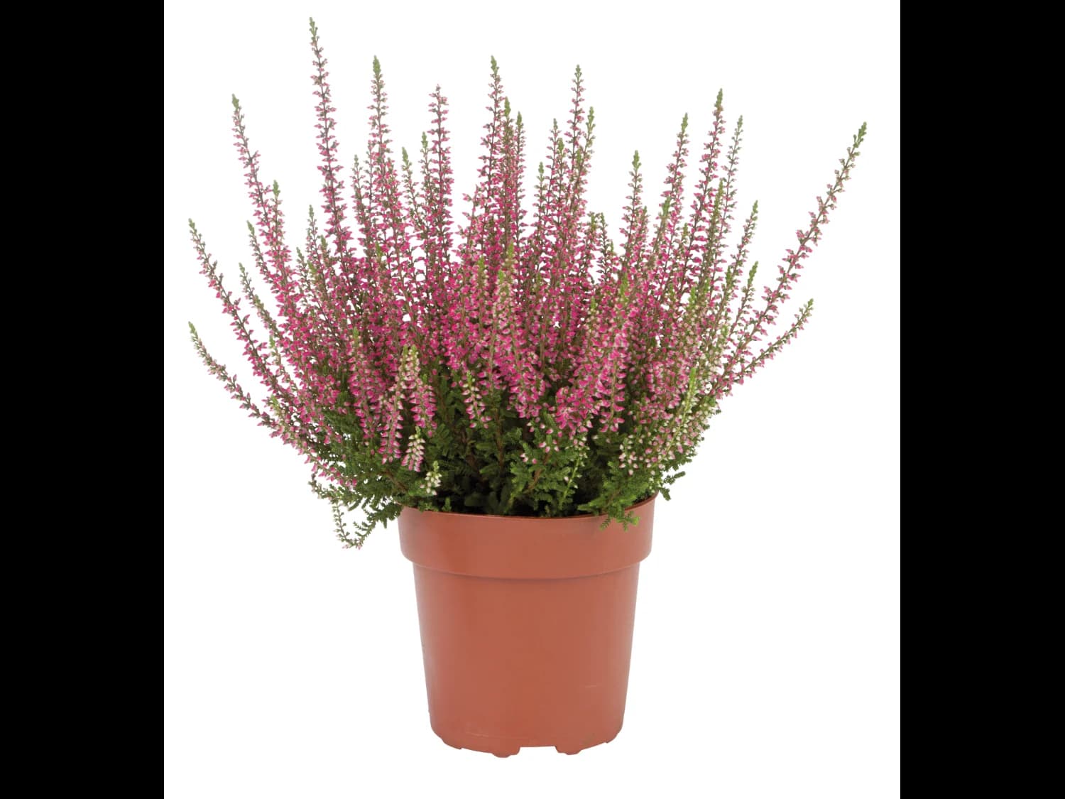 Bruyère calluna