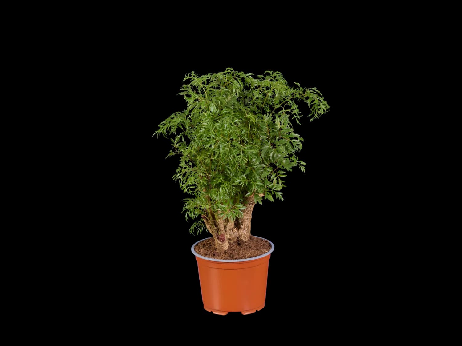 Plante verte exotique