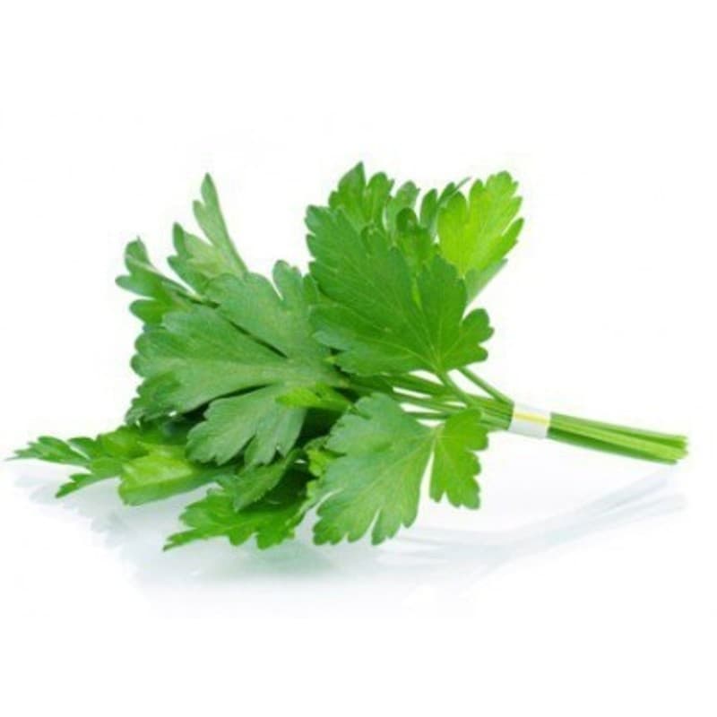 Coriandre Bio En Pot