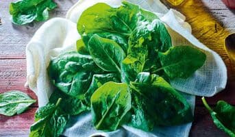 Feuilles d'épinards sans résidu pesticides, France