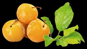 Prunes Jaunes