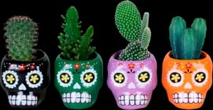 Cactus Avec Cache-Pot Céramique