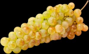 Raisin Chasselas de Moissac Aop