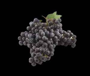 Raisin Muscat Filière Auchan "Cultivons le Bon"