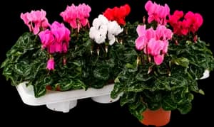 Cyclamen