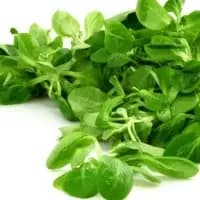 Salade Mache
