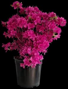 Azalée Japonaise "Azalea Japonica" - Hortival Diffusion