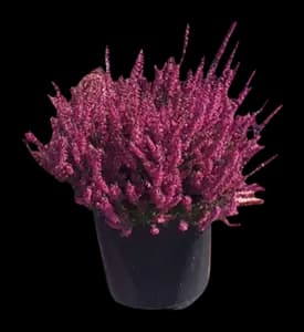 Bruyère Calluna Unicolore