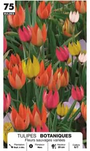 Tulipes Botaniques Fleurs Sauvage