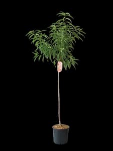 Arbre Fruitier Demi-Tige
