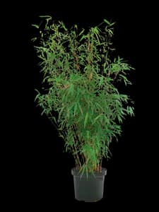 Bambou "Phyllostachys Aurea"
