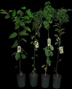 Arbre Fruitier Scion