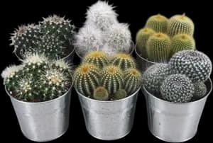 Cactus