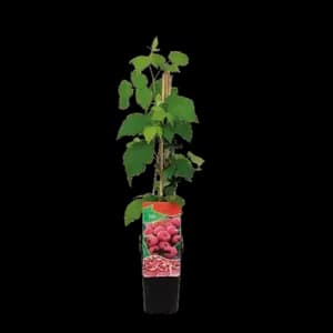 Framboisier "Rubus Idaeus"