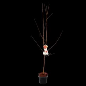 Arbre Fruitier Demi Tige