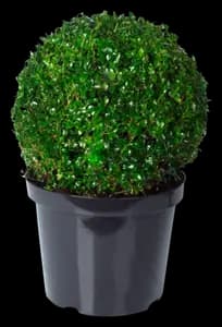 Buis Boule "Buxus"