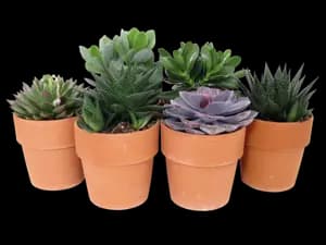 Plante Grasse Succulente