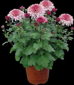 Marguerite D'automne