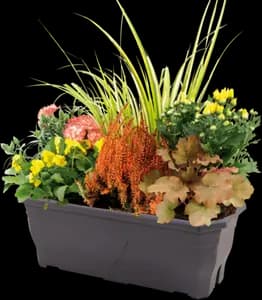 Jardinière Composée D'automne