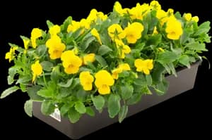Pensées à Petites Fleurs "Viola Cornuta"