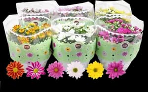 Coupe Chrysantheme 23cm