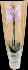 Orchidee 2 Branches Pot 12cm