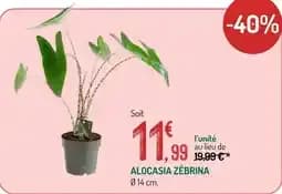 Alocasia Zébrina
