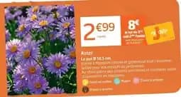 Aster