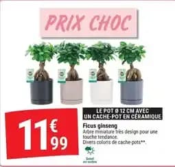 Ficus ginseng