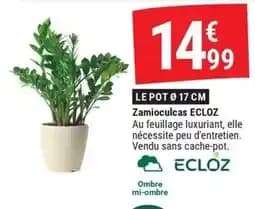 ECLOZ Zamioculcas
