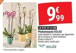 Ecloz phalaenopsis