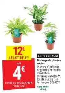 Mélange de plantes vertes