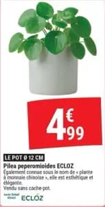 ECLOZ Pilea peperomioides