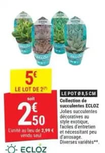 ECLOZ succulentes