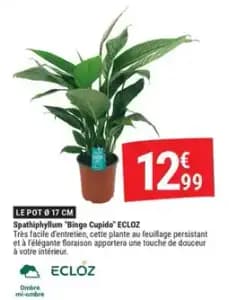 ECLOZ Spathiphyllum "Bingo Cupido"