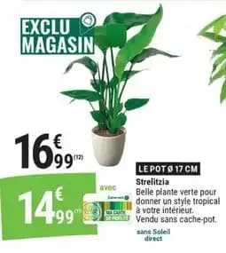 Strelitzia