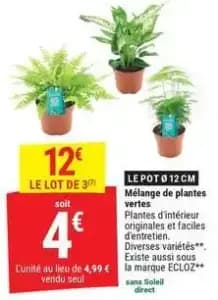Ecloz - mélange de plantes vertes