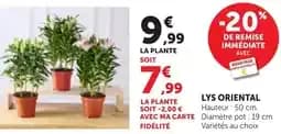 Lys oriental