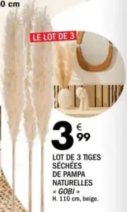Gobi Tiges Séchées de Pampa Naturelles