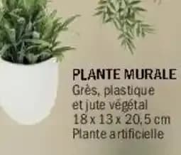 Plante murale