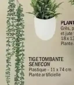 Tigetombante senecon