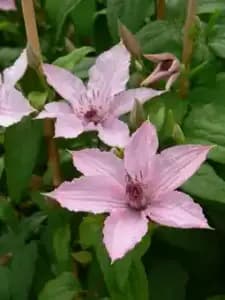 Ecloz clématite à grandes fleurs ecloz