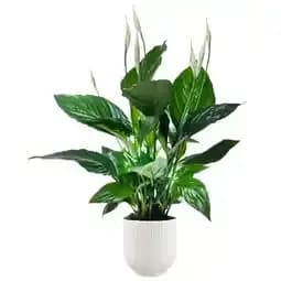Ecloz spathiphyllum sweet ricardo ecloz
